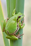 Europäischer Laubfrosch 