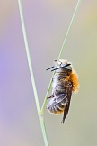Große Harzbiene 