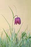 Schachblume