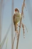 Teichrohrsänger