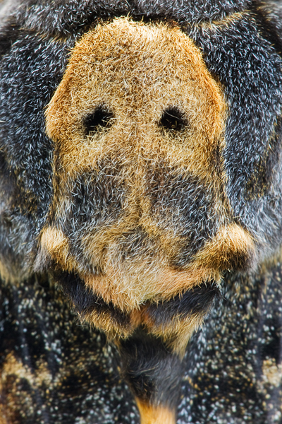 Totenkopfschwärmer, Acherontia atropos