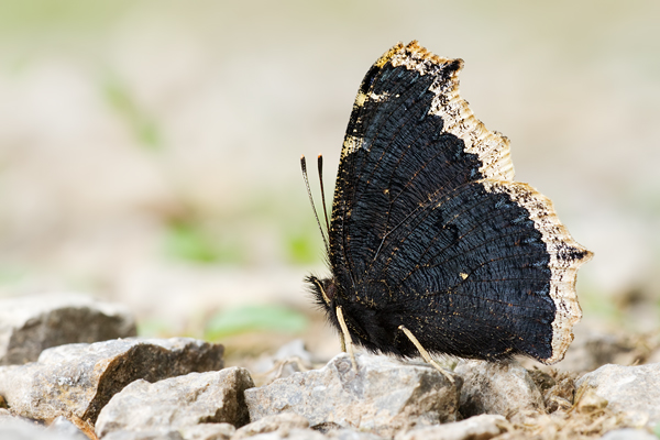 Trauermantel, Nymphalis antiopa