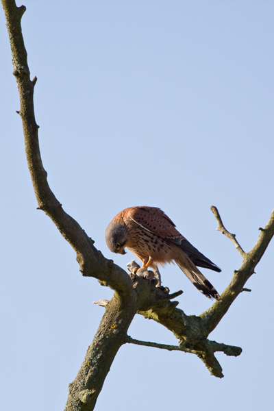 Turmfalke, Falco tinnunculus