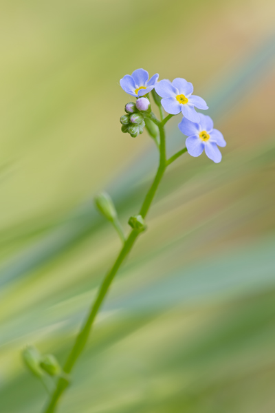 Wald-Vergissmeinnicht, Myosotis sylvatica