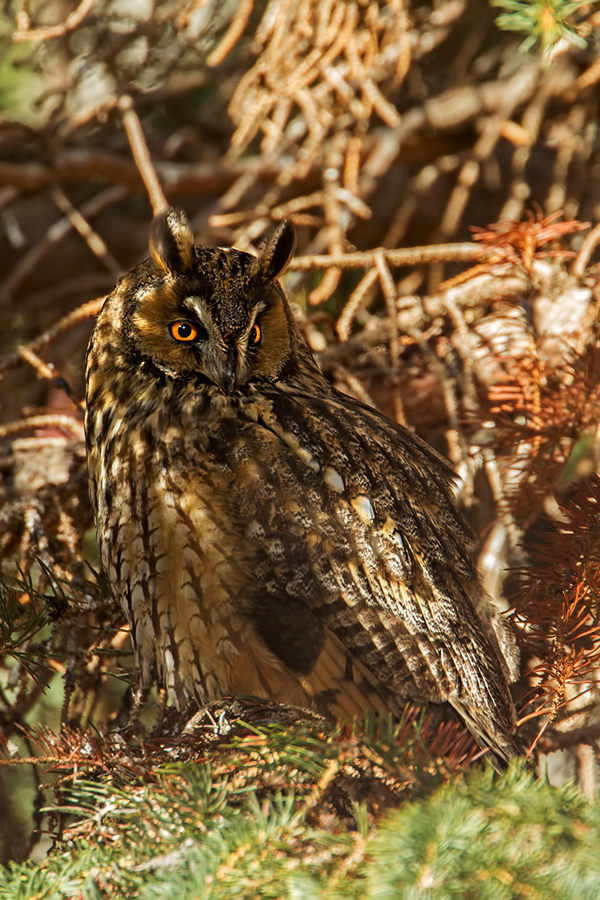Waldohreule, Asio otus