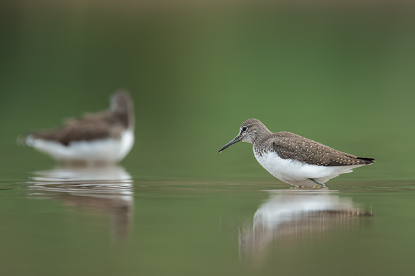 Waldwasserläufer , Tringa ochropus