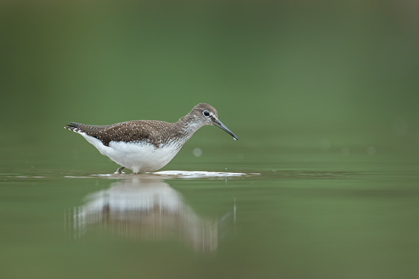 Waldwasserläufer , Tringa ochropus