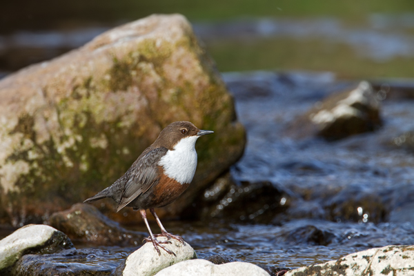 Wasseramsel, Cinclus cinclus