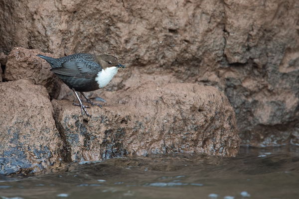 Wasseramsel, Cinclus cinclus