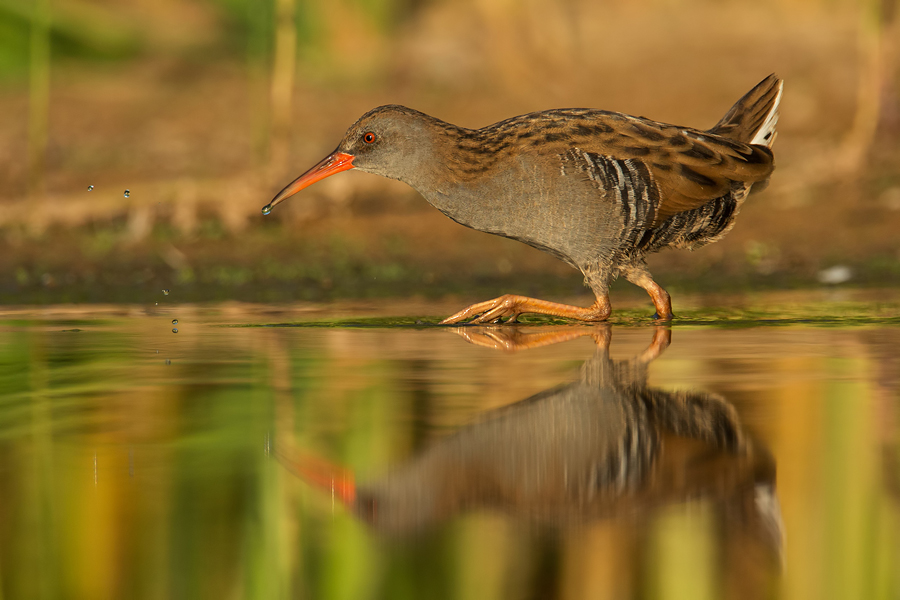 Wasserralle, Rallus aquaticus