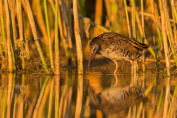 Wasserralle, Rallus aquaticus