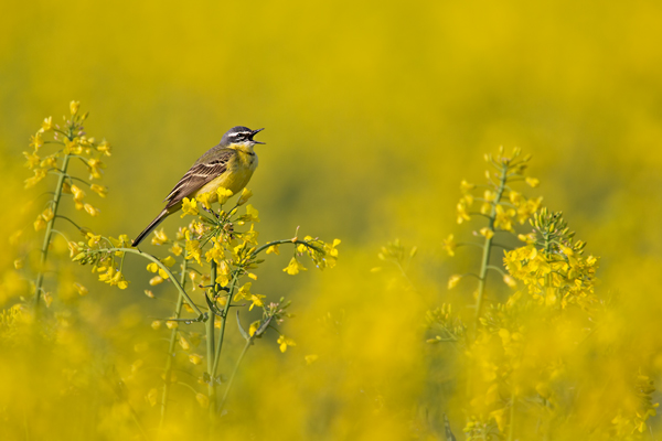 Wiesenschafstelze, Motacilla flava