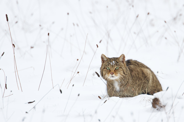 Wildkatze, Felis silvestris silvestris