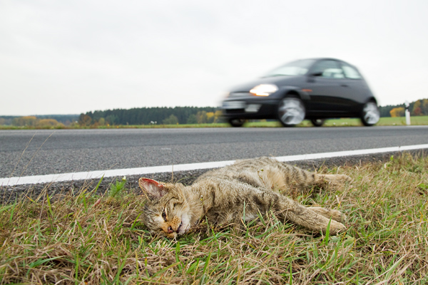 Wildkatze, Felis silvestris silvestris