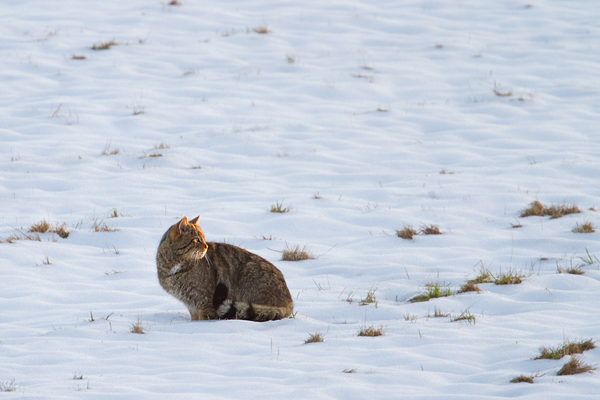 Wildkatze, Felis silvestris silvestris