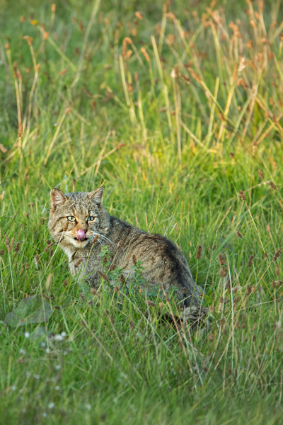 Wildkatze, Felis silvestris silvestris