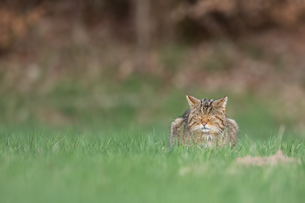 Wildkatze, Felis silvestris silvestris