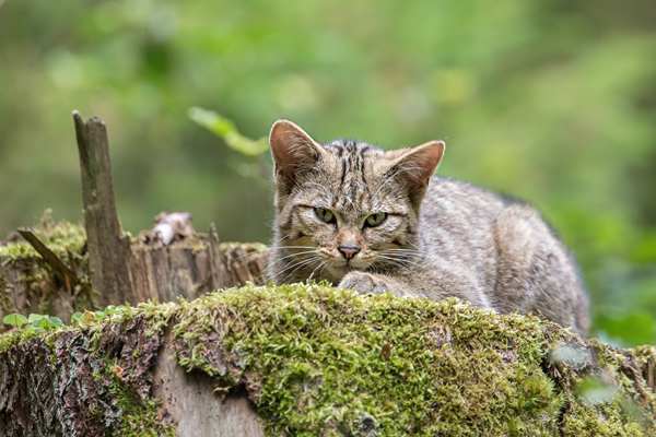 Wildkatze, Felis silvestris silvestris