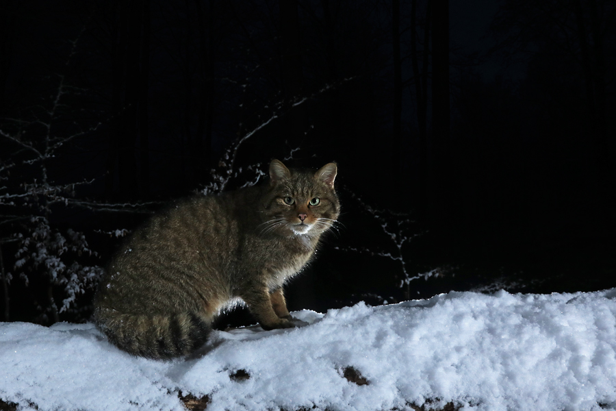 Widkatze, Felis silvestris