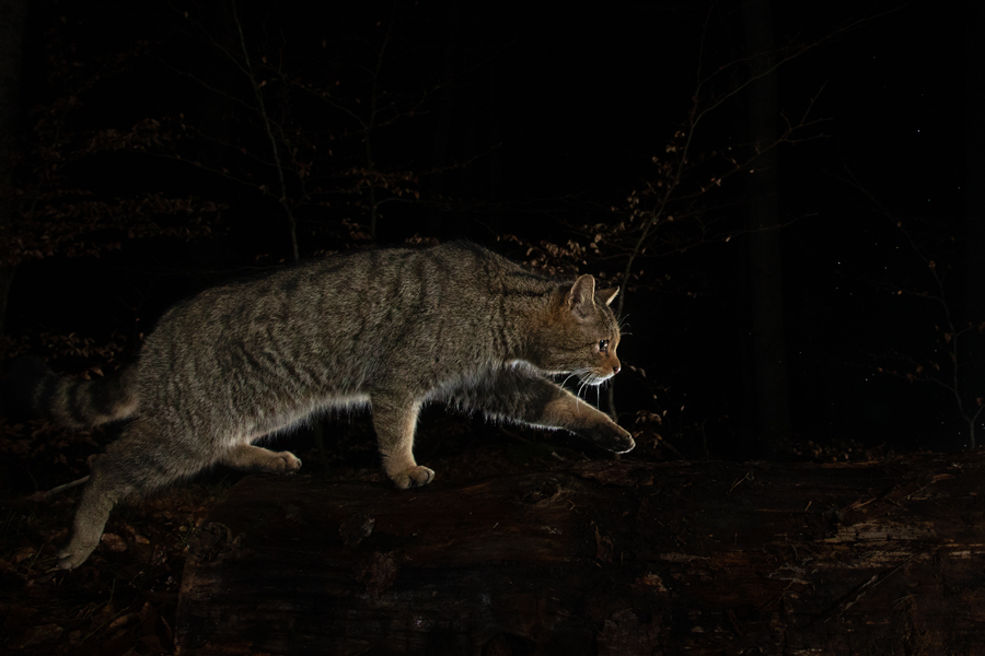 Widkatze, Felis silvestris