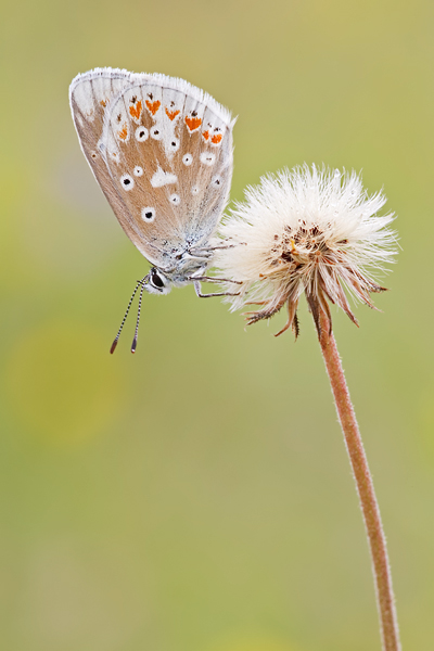 Wundklee-Bläuling, Polyommatus dorylas